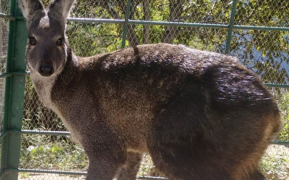हेक्पा खोलामा भेटिएको ‘कस्तुरी’ वन कार्यालय बुझाइयो 
